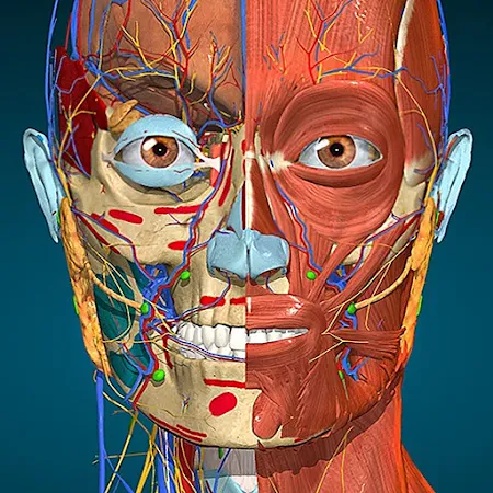 Free Download Anatomy Learning - 3D Anatomy Android MOD APP. Get Latest Updated Premium Version APK