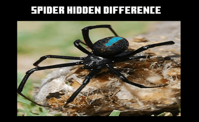 Spider Hidden Difference Banner