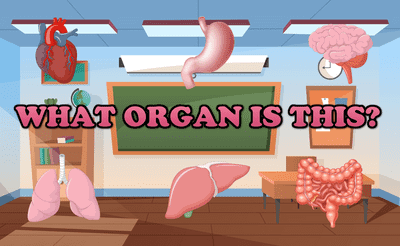 What Organ Is This? Banner